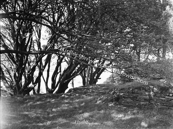 DUNBOY CASTLE  WITH TREES